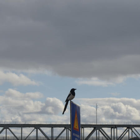 on the loose on the loose